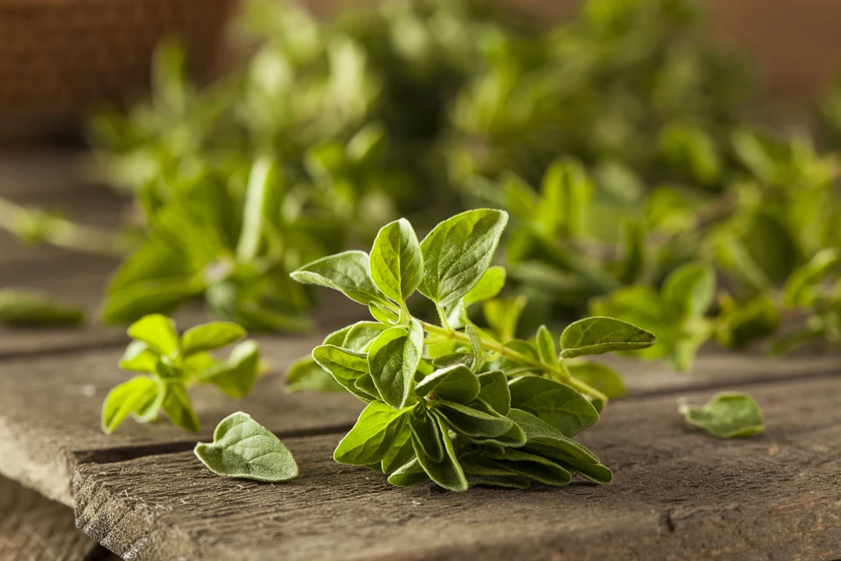 Oregano łagodzi objawy przeziębienia i świetnie wpływa na układ trawienny