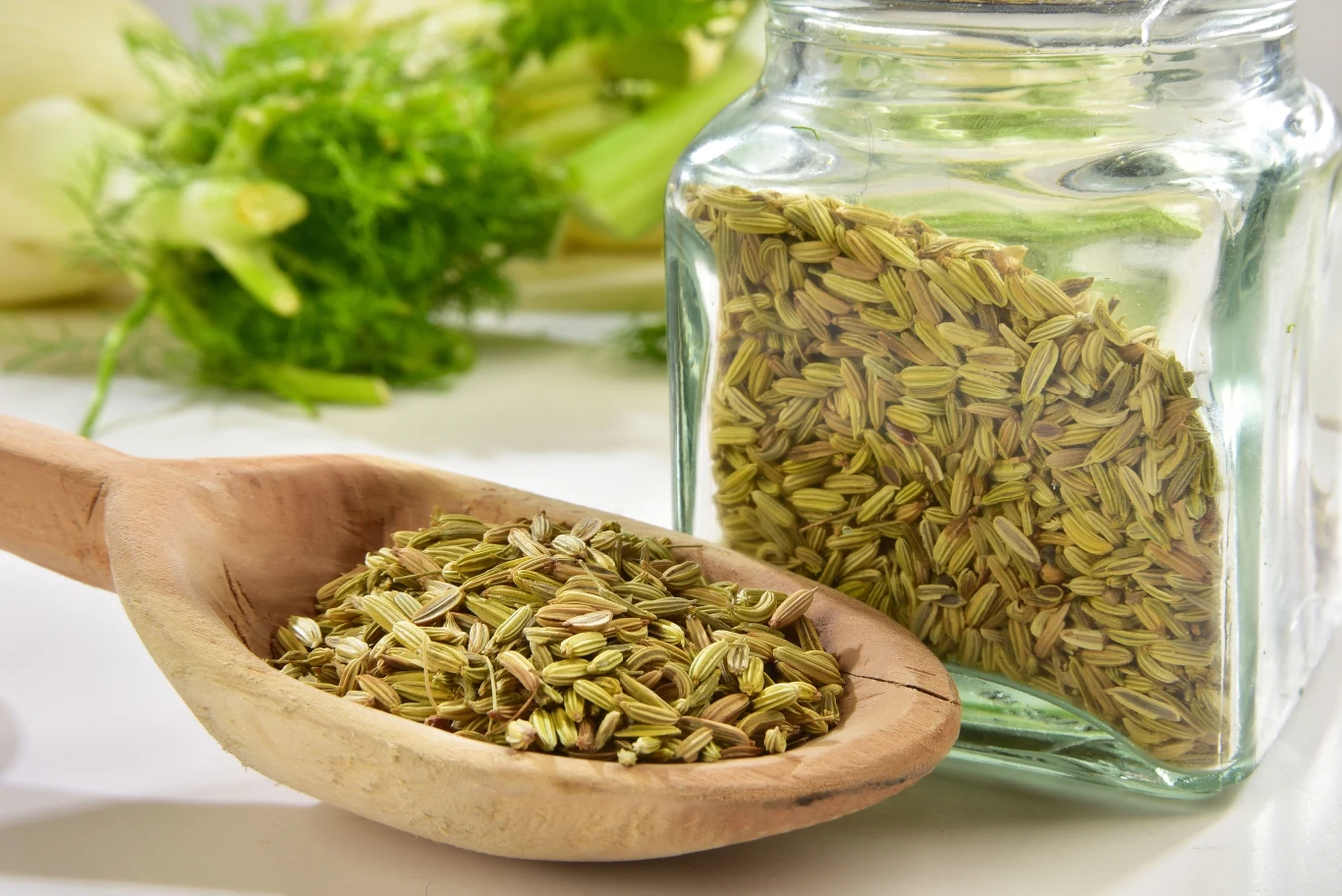 Koper włoski ma szerokie zastosowanie w medycynie naturalnej Koper włoski ma szerokie zastosowanie w medycynie naturalnej