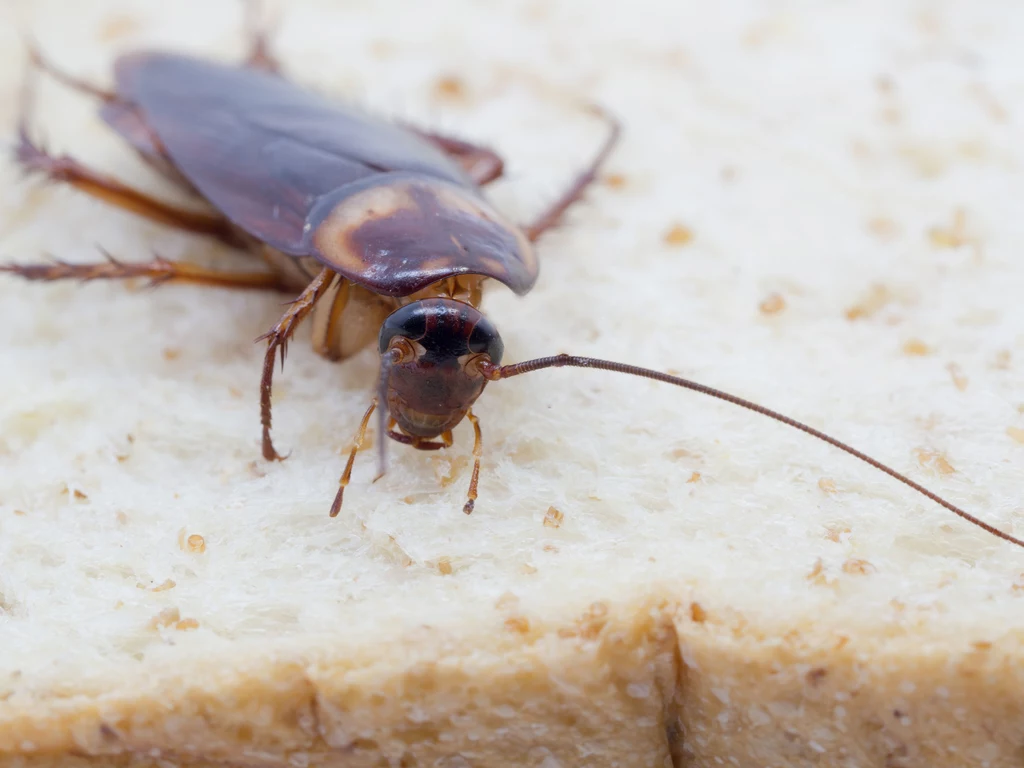 HCC daje Państwu okazję, by nazwać karalucha imieniem swojej byłej miłości 