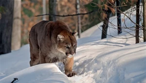 ​Puma zaatakowała biegacza. Mężczyzna udusił ją gołymi rękami!