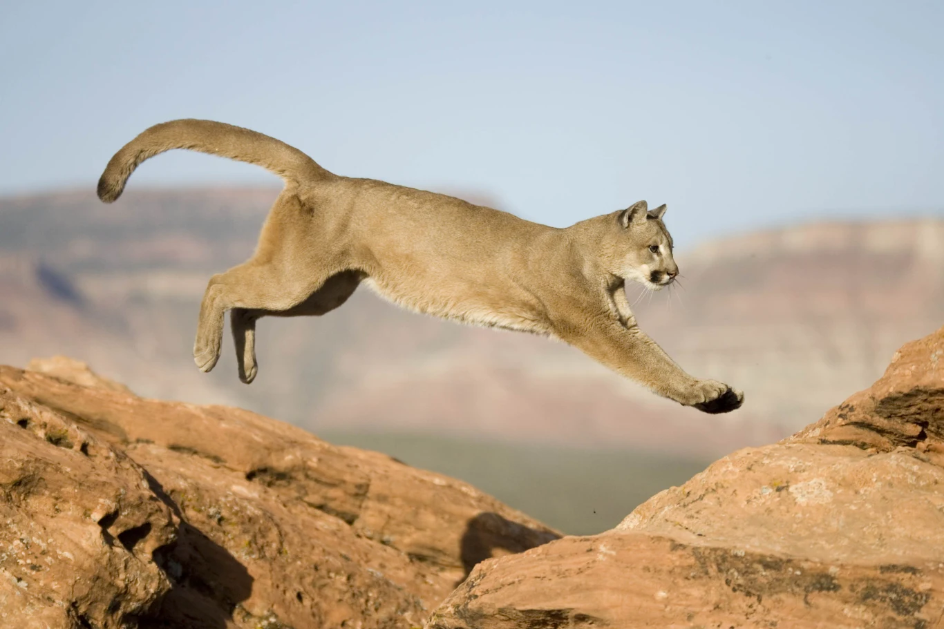 Puma w jednym z parków w stanie Kolorado Puma w jednym z parków w stanie Kolorado