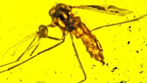 Malaria mogła istnieć już w czasach dinozaurów