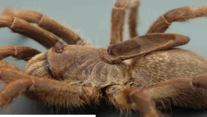 Nowy gatunek tarantuli 