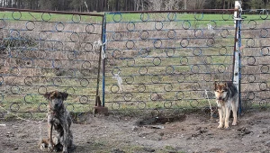 Psy nie miały ani jedzenia, ani wody