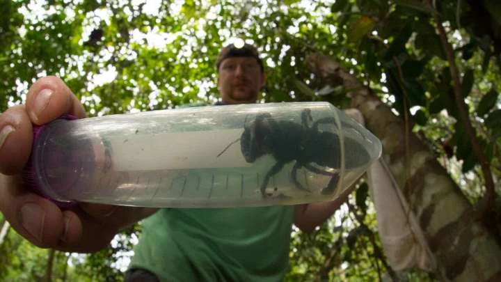 Megachile pluto wcale nie wymarły