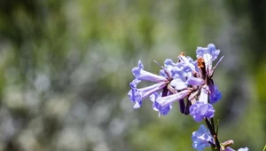 Roślina z Kalifornii zawiera lek na alzheimera?