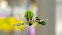 Sabotek (Pafiopedilum) 