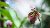 Sabotek (Pafiopedilum) 