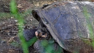 Sensacyjne znalezisko na Galapagos: "Przecież wyginął 100 lat temu!"