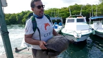 - Dorosła samica została znaleziona dzisiaj podczas wyprawy na wyspie Fernandina, na Galapagos - potwierdził Marcelo Mata, Minister Środowiska Ekwadoru. Wyspy Galapagos leżą na terytorium Ekwadoru.