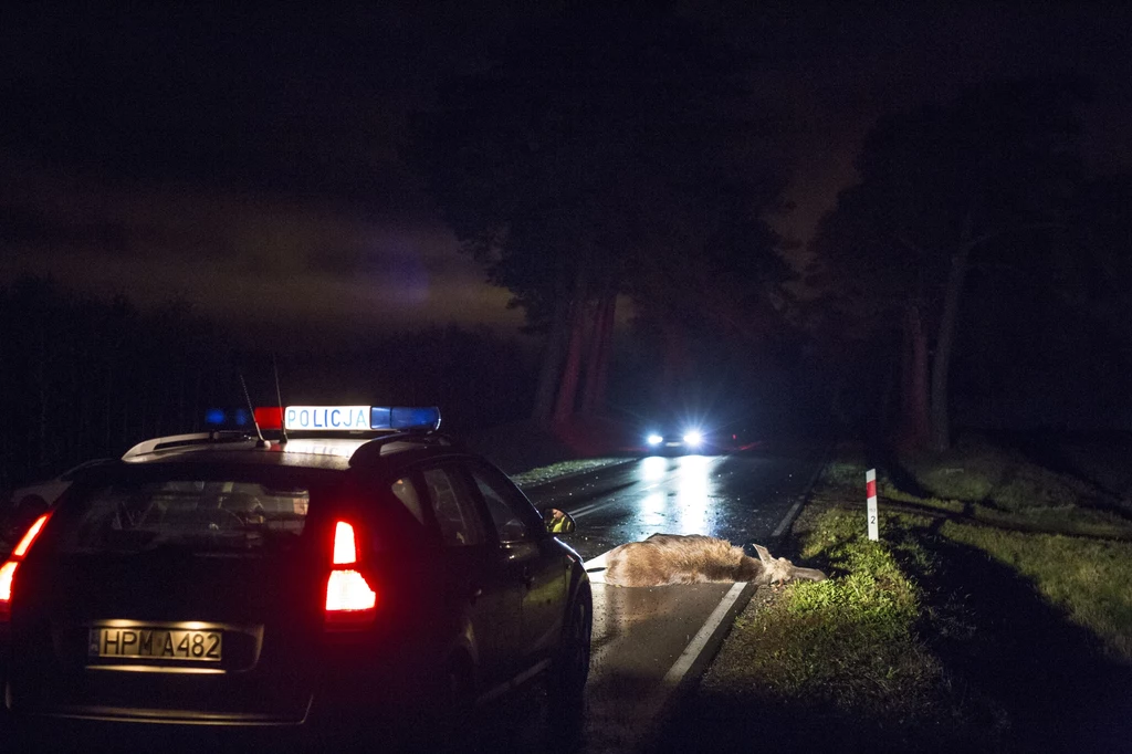 Zderzenia z łosiami zdarzają się stosunkowo często