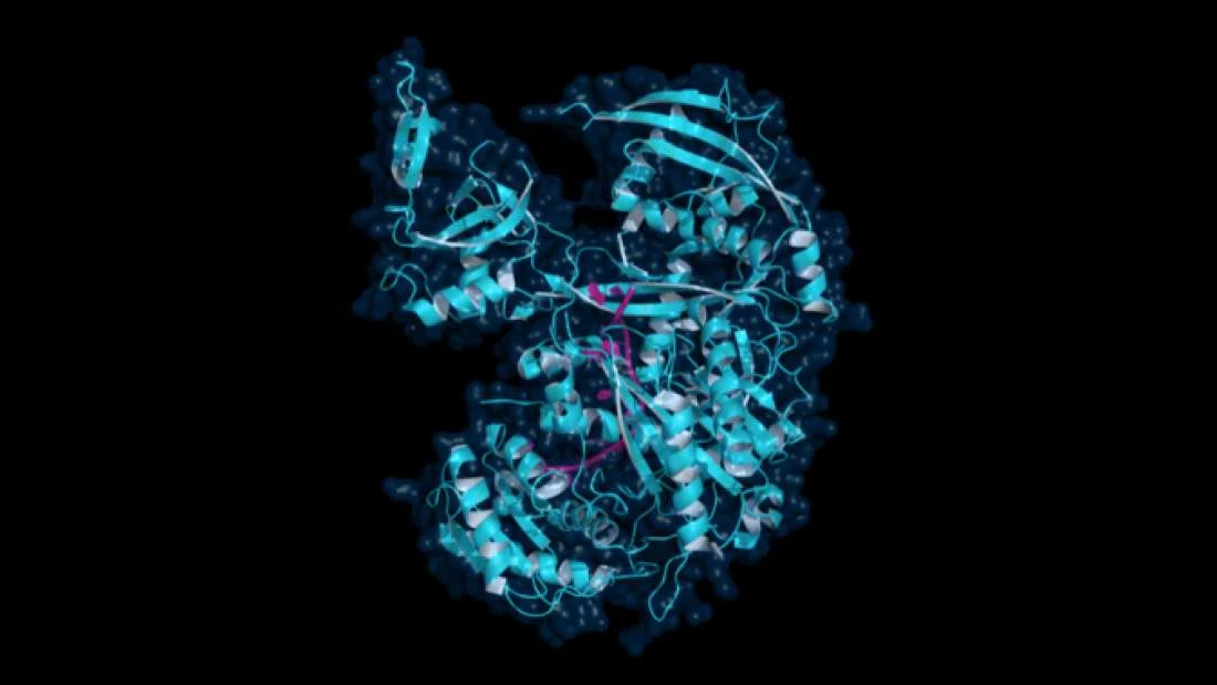 Ludzkie białko ALG-1 Ludzkie białko ALG-1