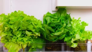 Sałata będzie świeża o wiele dłużej. Przechowuj ją w ten sposób