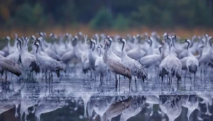 Zlotowisko żurawi, okolice Słowińskiego Parku Narodowego; zdj. ilustracyjne 