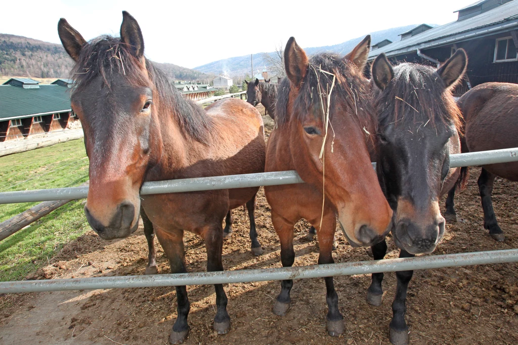 Warto zajrzeć do stadniny koni huculskich w Regietowie