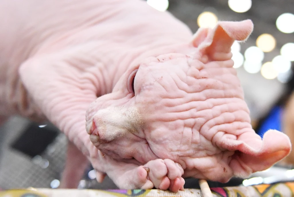 Niektóre powstały w wyniku przypadkowej mutacji genetycznej. Fot. AA/ABACA/Abaca/East News Niektóre powstały w wyniku przypadkowej mutacji genetycznej. Fot. AA/ABACA/Abaca/East News