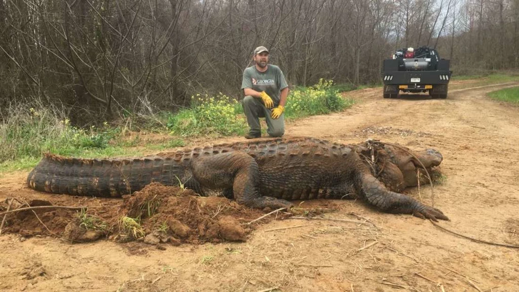 Gigantyczny aligator znaleziony w stanie Georgia