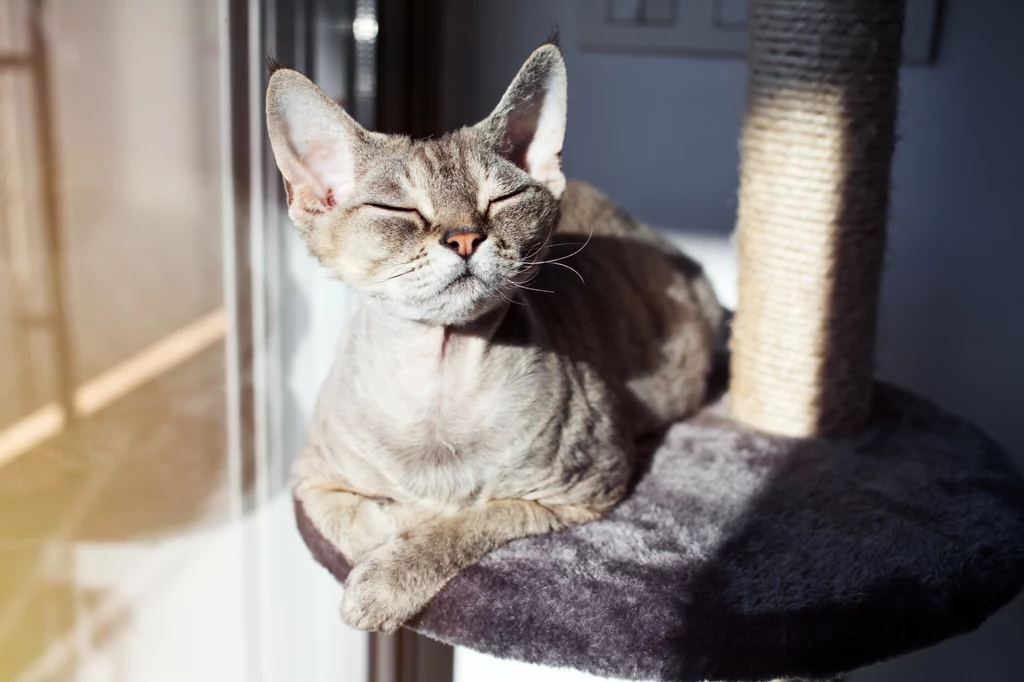 2. Devon rex - wesoły, odważny i bardzo aktywny kot. Źle znosi samotność 2. Devon rex - wesoły, odważny i bardzo aktywny kot. Źle znosi samotność
