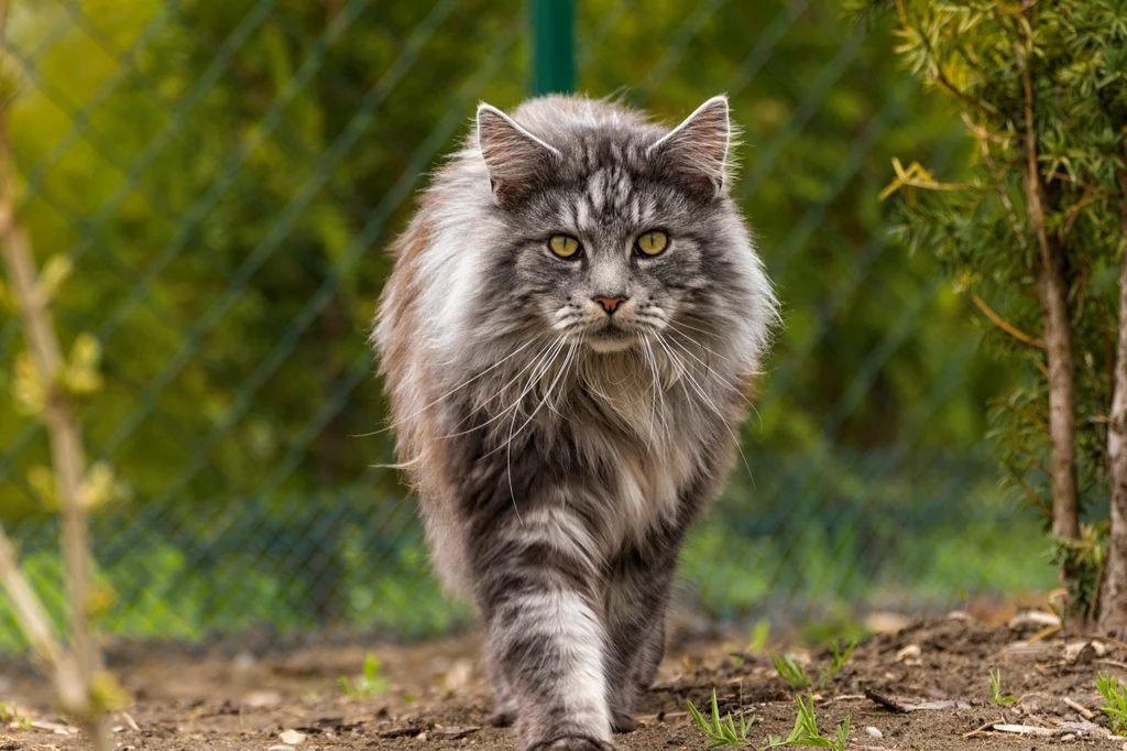3. Maine coon - silny i bardzo inteligentny. Szybko się uczy, aportuje, a nawet chodzi na smyczy! 3. Maine coon - silny i bardzo inteligentny. Szybko się uczy, aportuje, a nawet chodzi na smyczy!