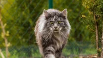 3. Maine coon - silny i bardzo inteligentny. Szybko się uczy, aportuje, a nawet chodzi na smyczy! 