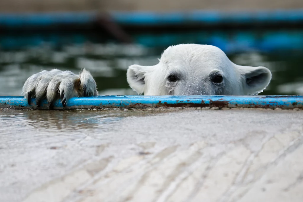 Niedźwiedź polarny z moskiewskiego zoo