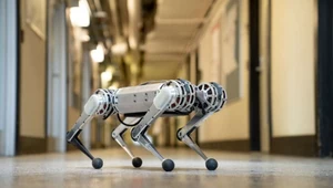 Mini Cheetah - robotgepard, który zrobi salto wstecz