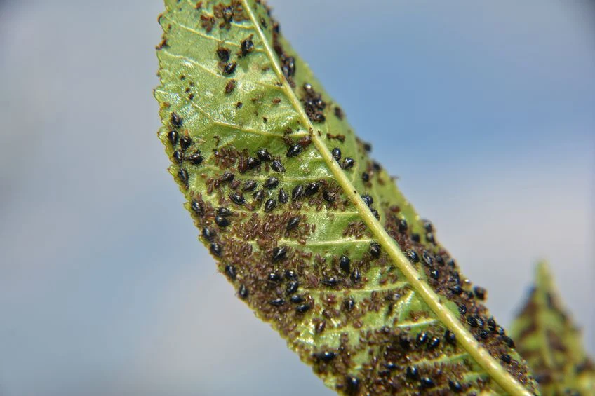 Oficjalnym celem programu są mszyce Oficjalnym celem programu są mszyce