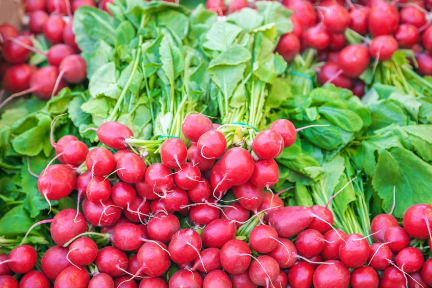 Z rzodkiewki możemy przygotować cenny nawóz do fuksji