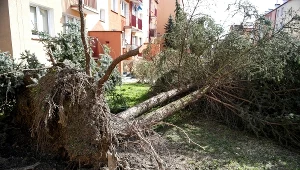 Wyrwane z korzeniami drzewo na osiedlu Żołnierzy I Armii WP w Sanoku