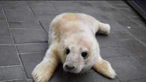 Nowonarodzona foka Szekla 