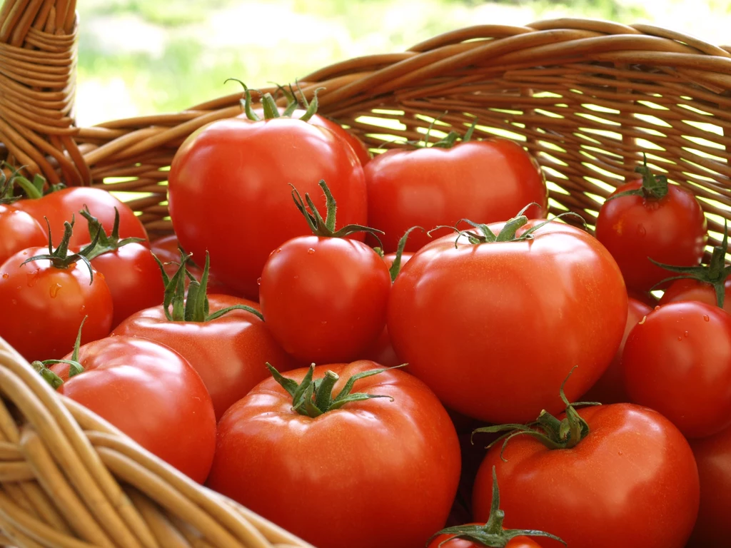 Pomidory przechowywane w lodówce tracą swój smak