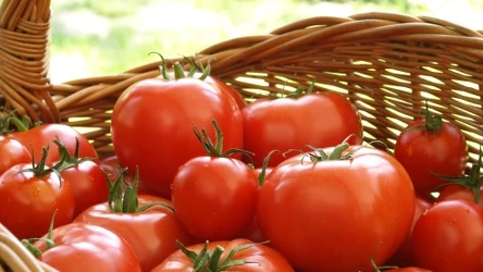 Jak najlepiej przechowywać pomidory? Odpowiedź cię zaskoczy