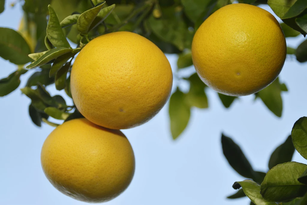 Grejpfruty przechowuj w temperaturze pokojowej