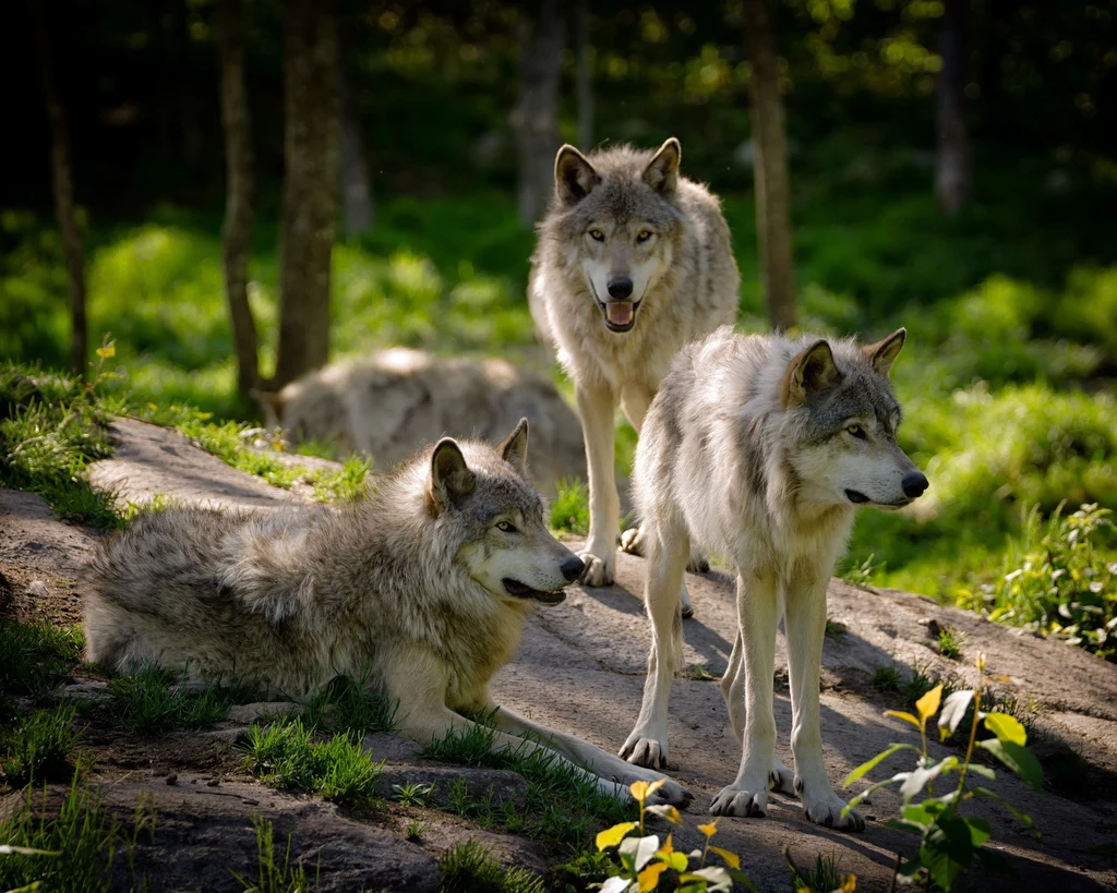 Kurczenie się naturalnych siedlisk wilków sprawiło, że trafiły na listę gatunków objętych ścisłą ochroną.
