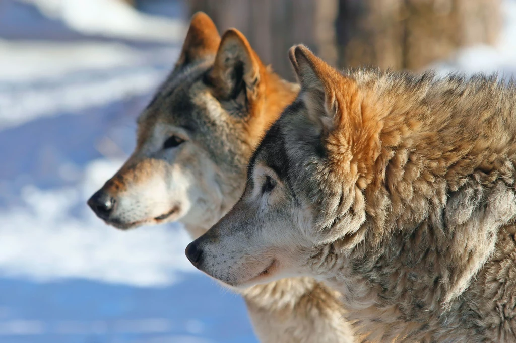 Stare wilki mogą liczyć na opiekę stada.