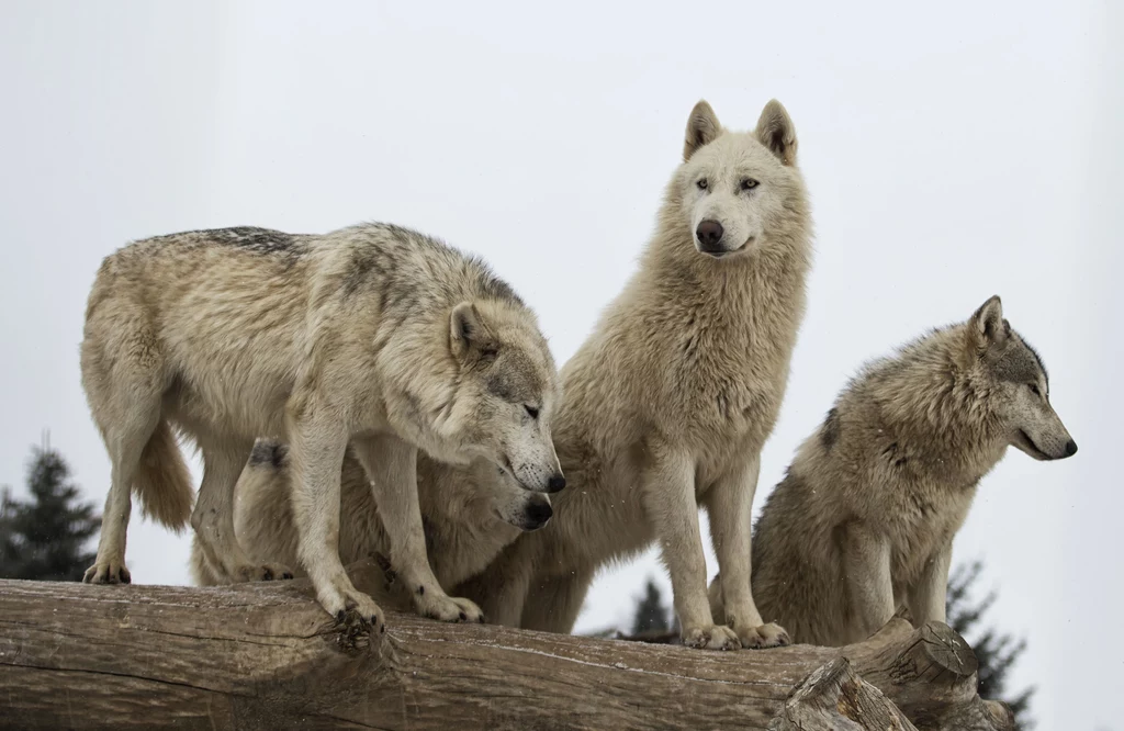 Stare wilki przekazują młodym przywództwo w stadzie.