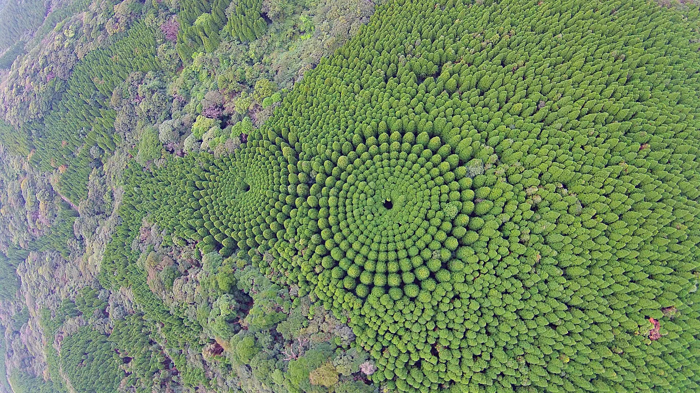 Drzewa zostały posadzone w 1973 r. Dlaczego wyrosły właśnie w ten sposób? Drzewa zostały posadzone w 1973 r. Dlaczego wyrosły właśnie w ten sposób?