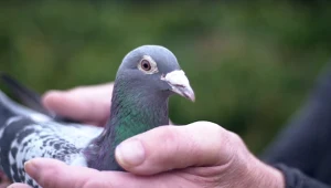 Gołąb Armando /źródło: Pigeon Media Australia - Pigeon Radio Australia