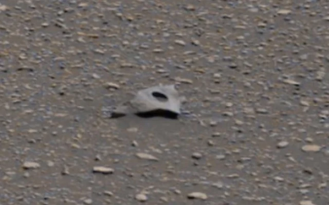 Dziwny obiekt wygląda jak kawałek metalu, brutalnie wyrwany z jakiegoś urządzenia Dziwny obiekt wygląda jak kawałek metalu, brutalnie wyrwany z jakiegoś urządzenia