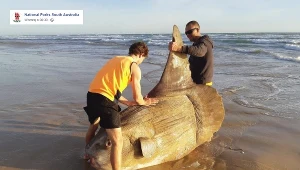 Gigantyczna "złota rybka" w Australii