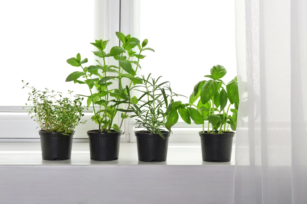 Sposób ustawienia roślin w mieszkaniu ma znaczenie