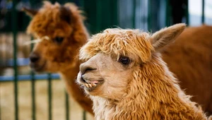 Lama; zdj. ilustracyjne