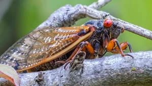 Terra insecta: Naszą planetą rządzą owady