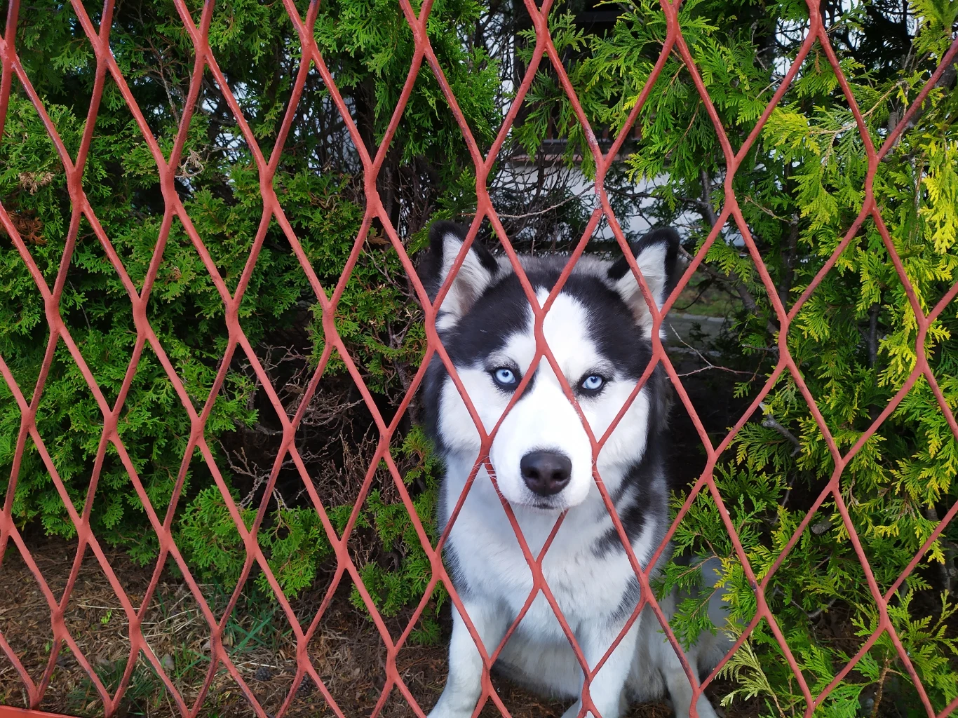 Zdjęcie zrobione Redmi Note 7