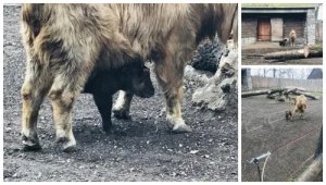 Mała samica takina złotego z matką