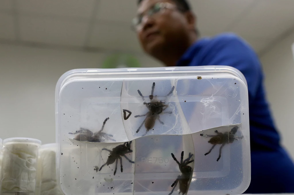 Duże tarantule wysłano z Polski w plastikowych pojemnikach