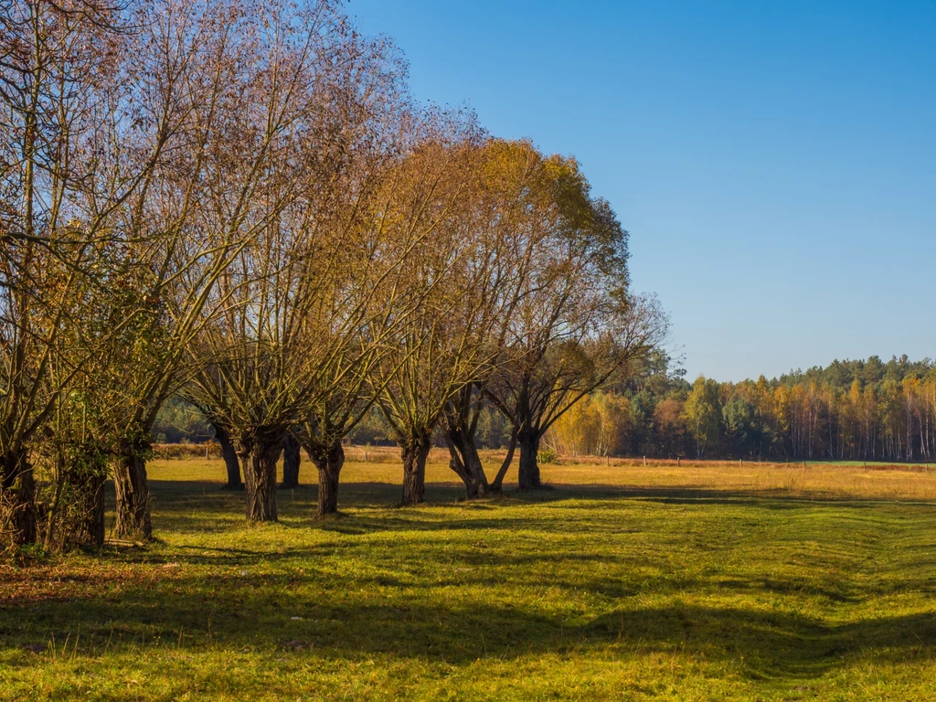 Codziennie myj włosy, bo pyłki łatwo na nich osiadają 