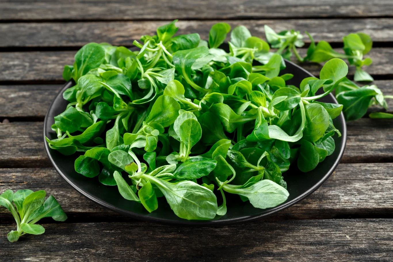 Roszponka to roślina o wielu cennych właściwościach
