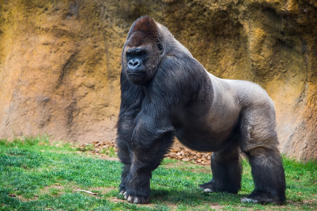 Współczesne goryle to przy Gigantopithecus blacki "maluchy"