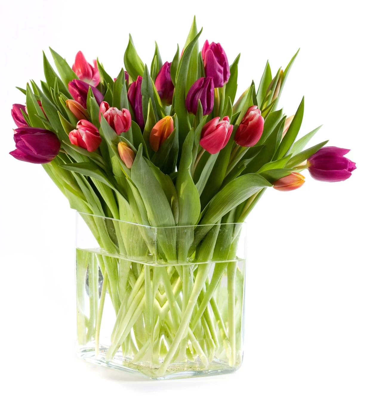 Tulipany Tulipany